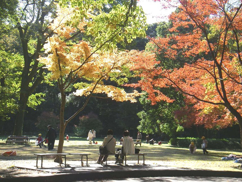 *群馬の森敷地内。秋には木々が紅葉する。