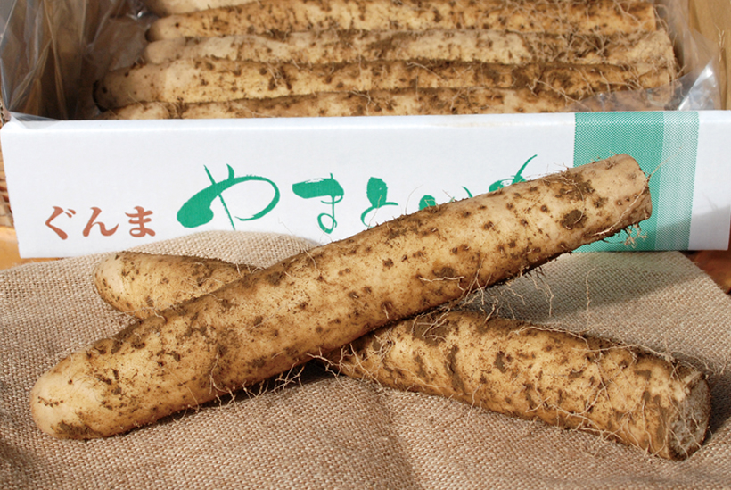 *2kg〜4kg 1,500〜3,000円(税込) 旬……12〜4月 栄養…ナトリウム、カリウム、リン、マグネシウム等 食べ方…とろろにして白だしで割るのがオススメ