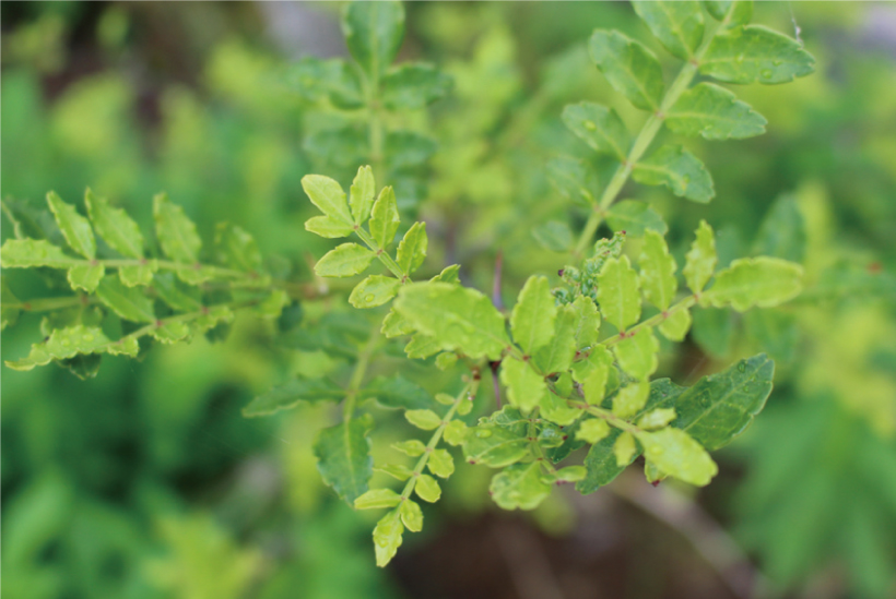 *山椒の芽 1袋50g 200〜250円(税別)※時期によって変動あり 旬…4月末〜5月末 栄養…カリウム、カルシウム、ビタミンA等 食べ方…佃煮、天ぷら等