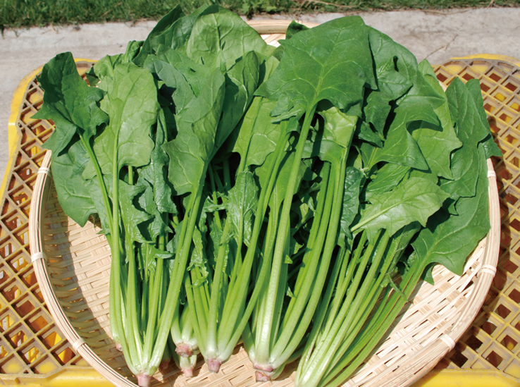 *ほうれん草 1束200g 時期によって価格は変動 旬…11〜2月 食べ方…おひたしにして塩で食べるのがオススメ 栄養…鉄分、βカロテン、ビタミンC、カリウム等