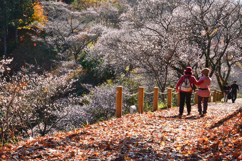 桜山公園 広告新聞オンライン